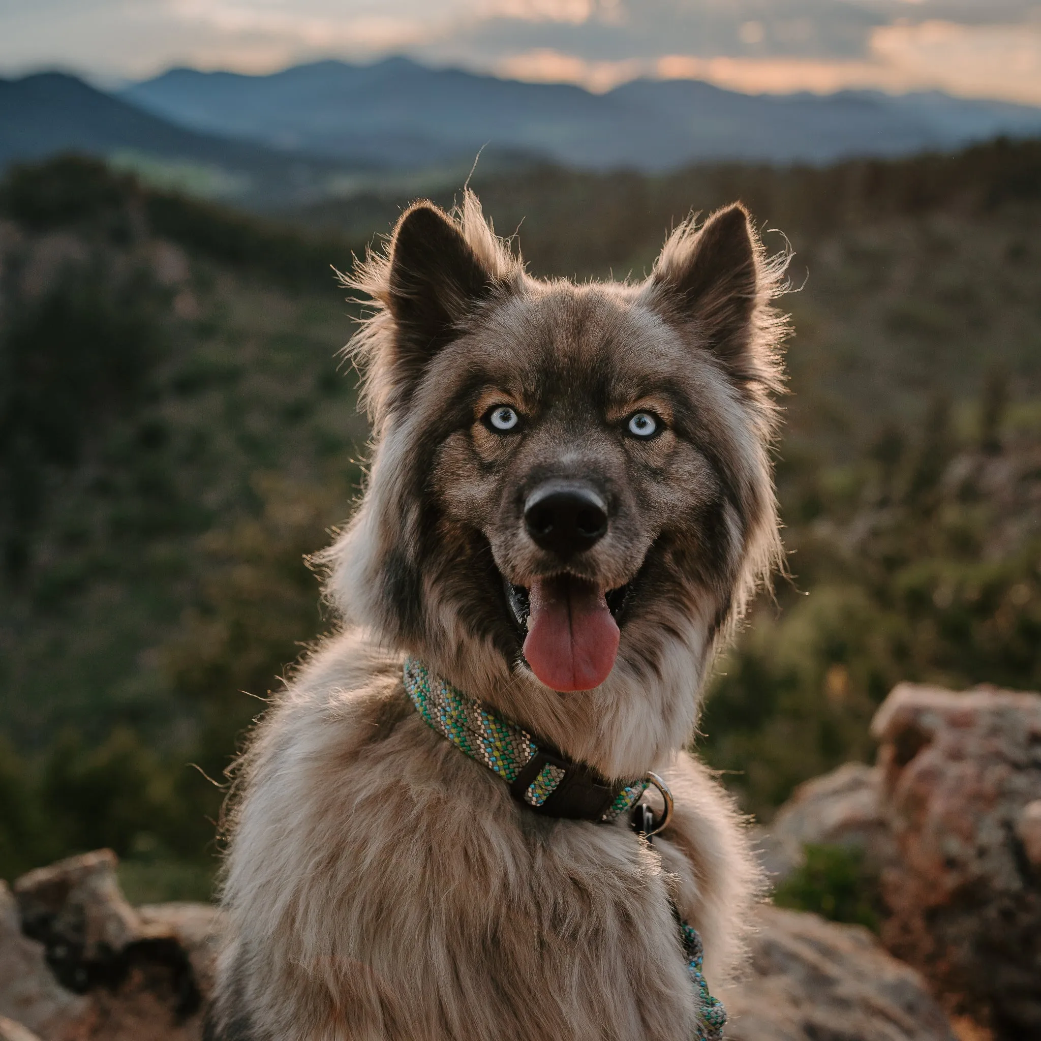 Alpine Reflective Collar