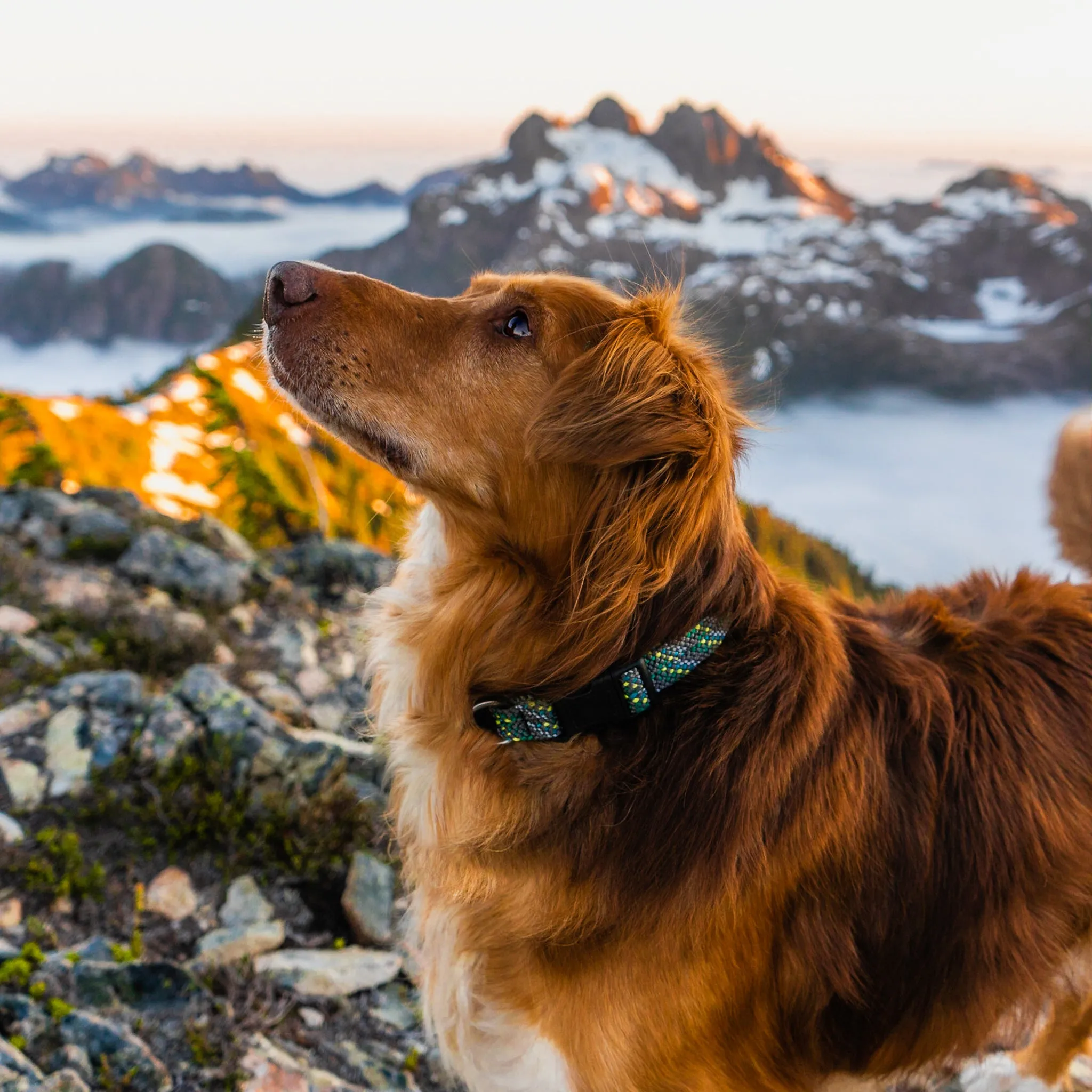 Alpine Reflective Collar