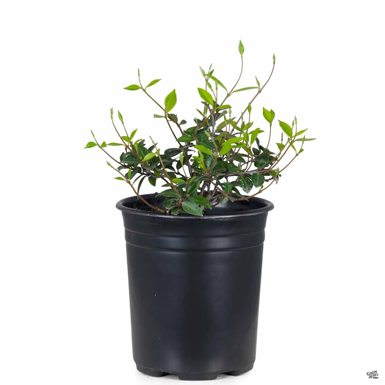 Asian Jasmine