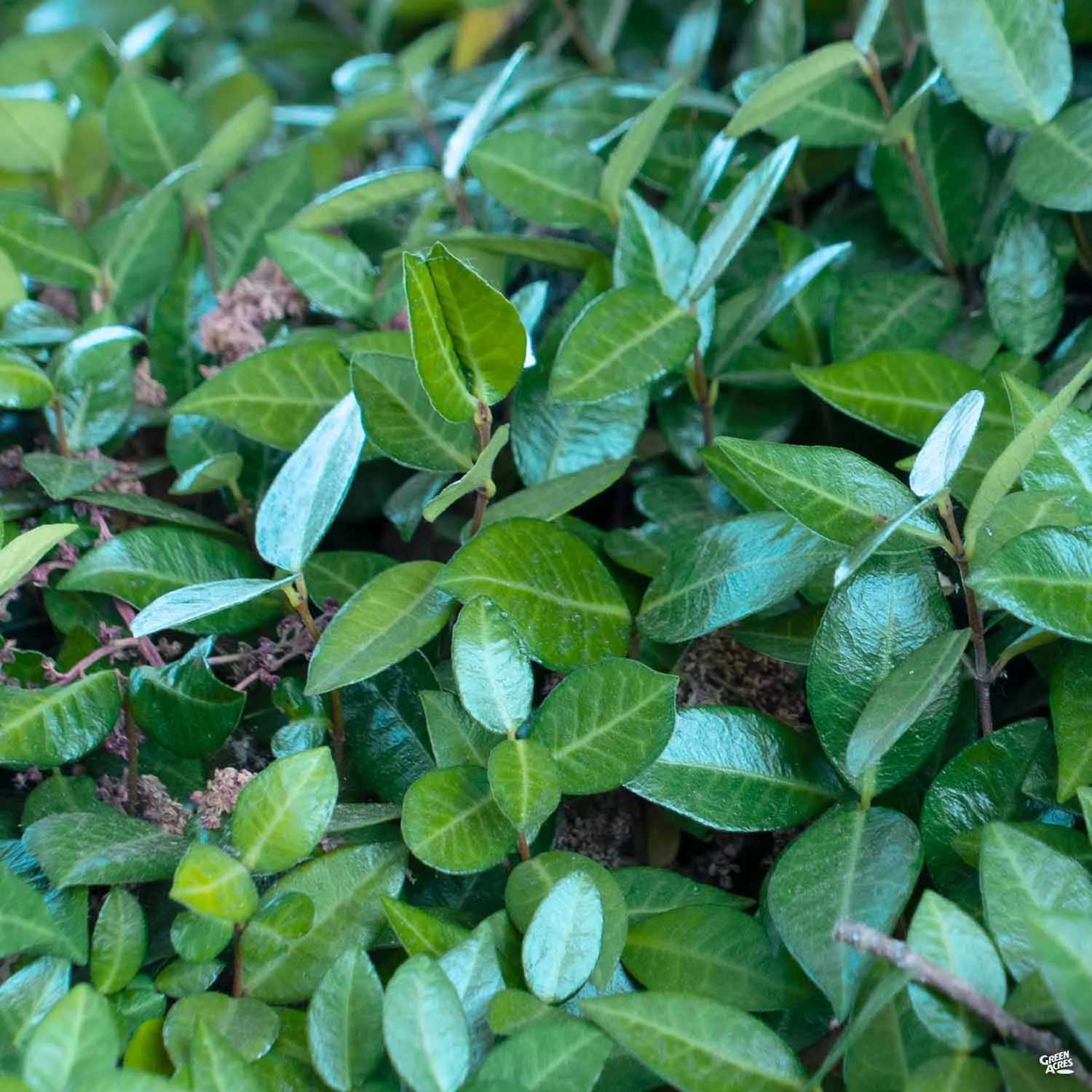 Asian Jasmine