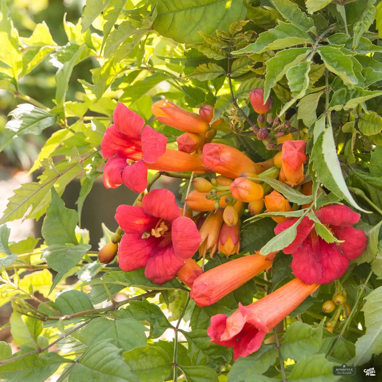 Balboa Sunset&#174; Trumpet Vine | Monrovia