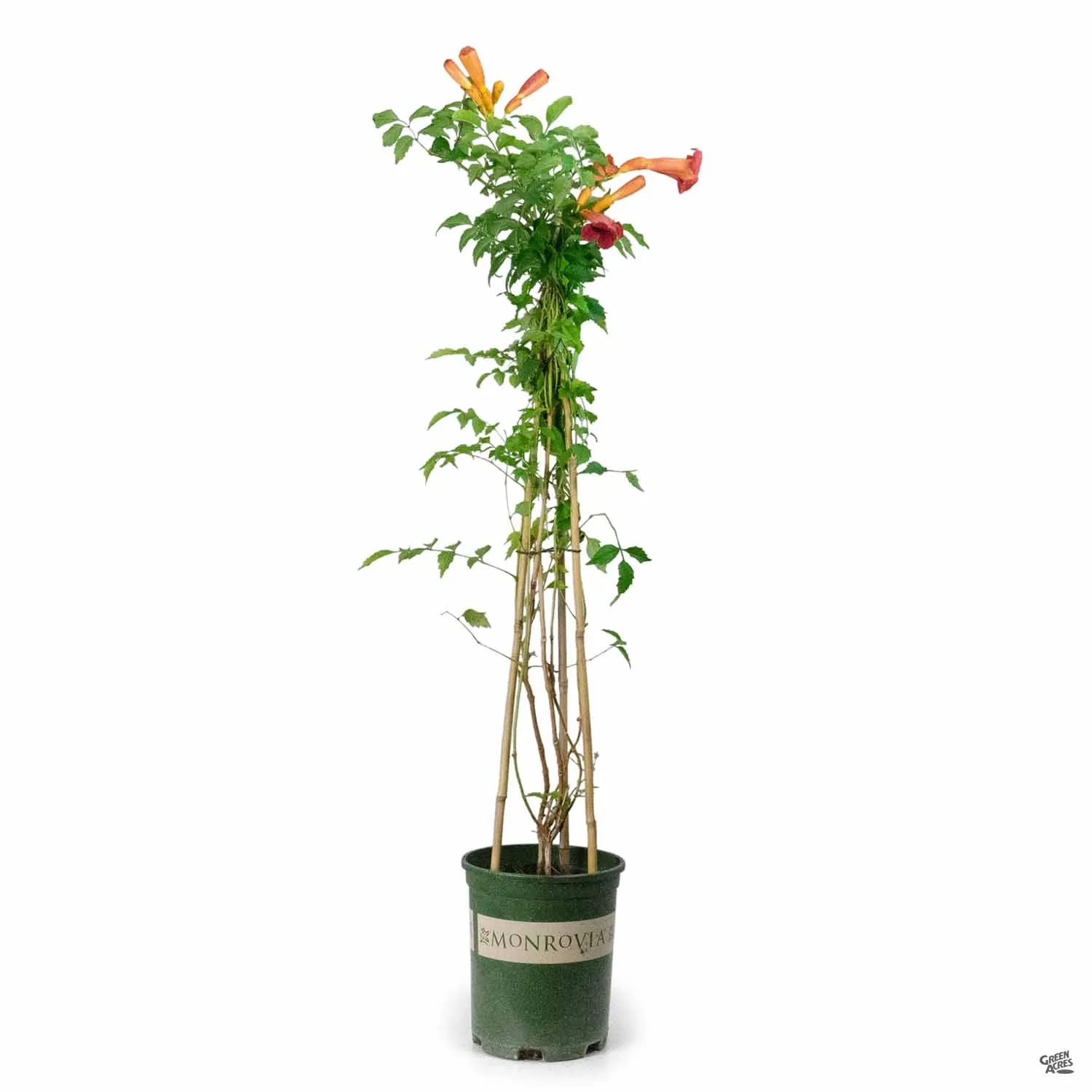 Balboa Sunset&#174; Trumpet Vine | Monrovia