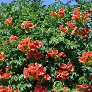 Balboa Sunset&#174; Trumpet Vine | Monrovia