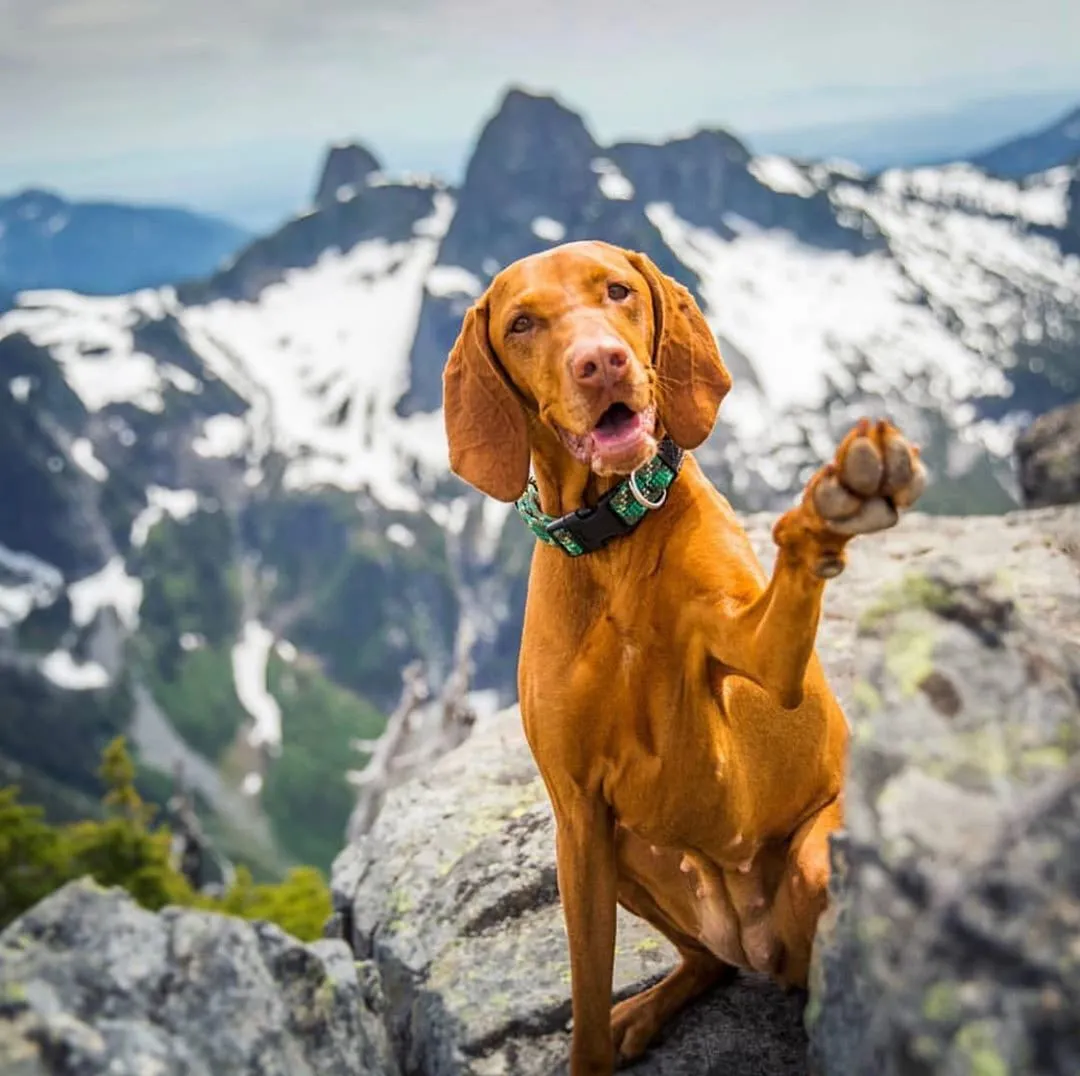 Camo Collar