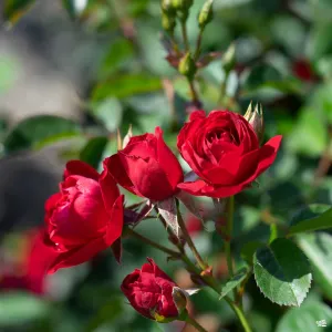 Cherry Frost&#174; Climbing Rose