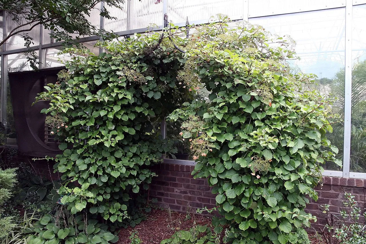 Climbing Hydrangea