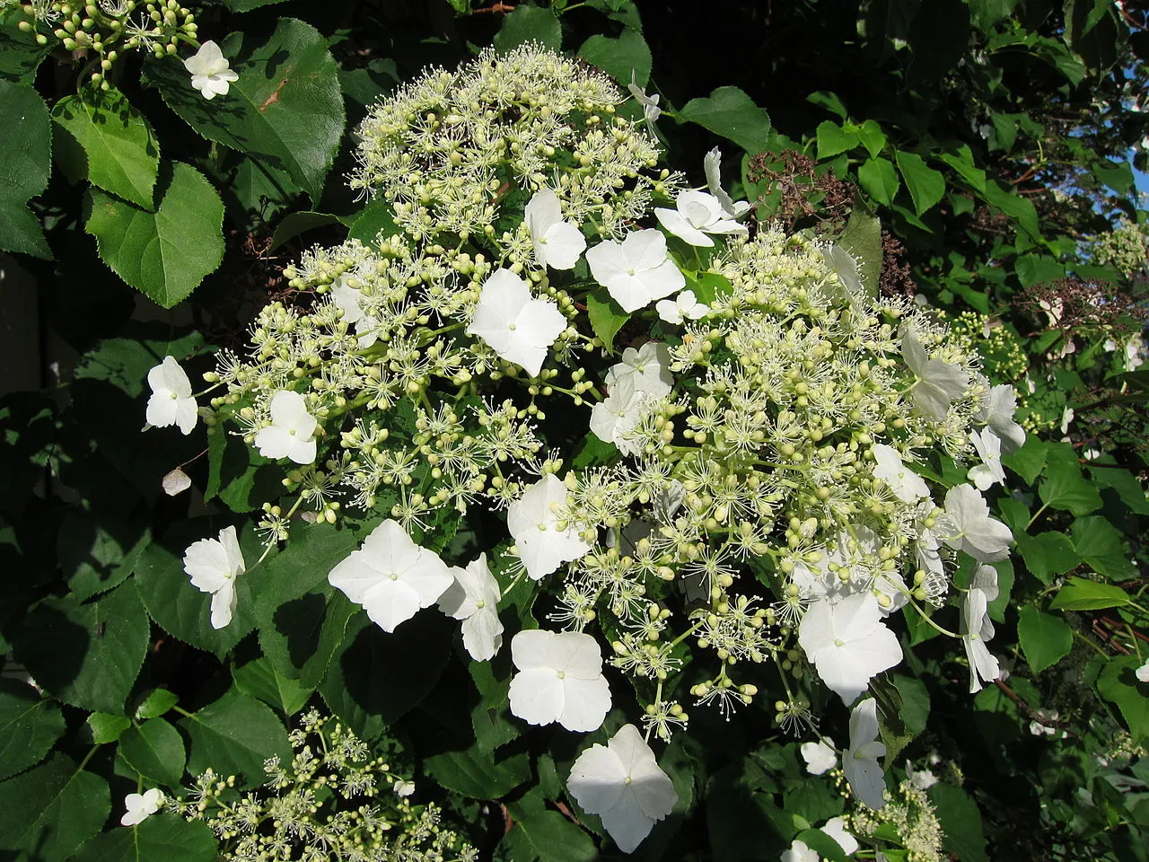 Climbing Hydrangea