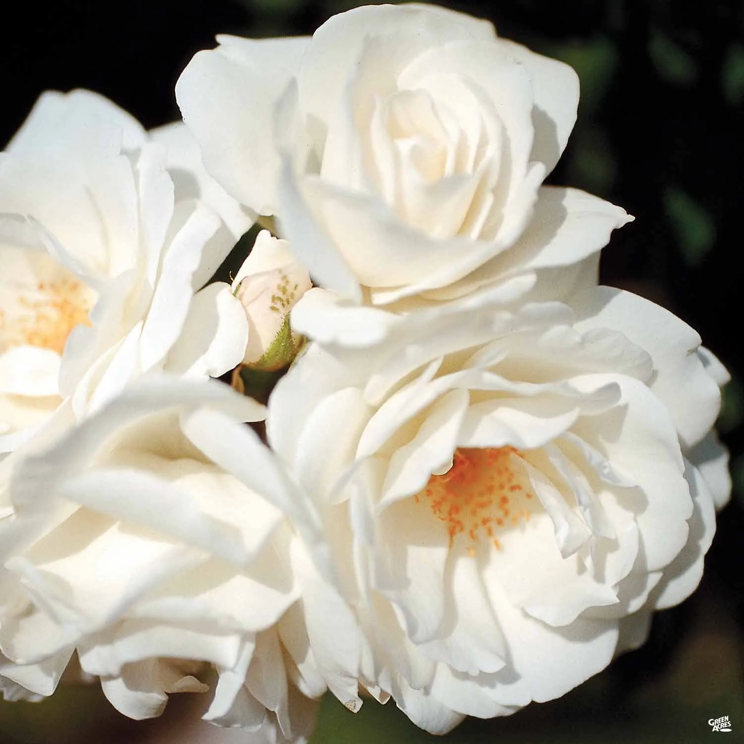 Climbing Rose 'Iceberg'