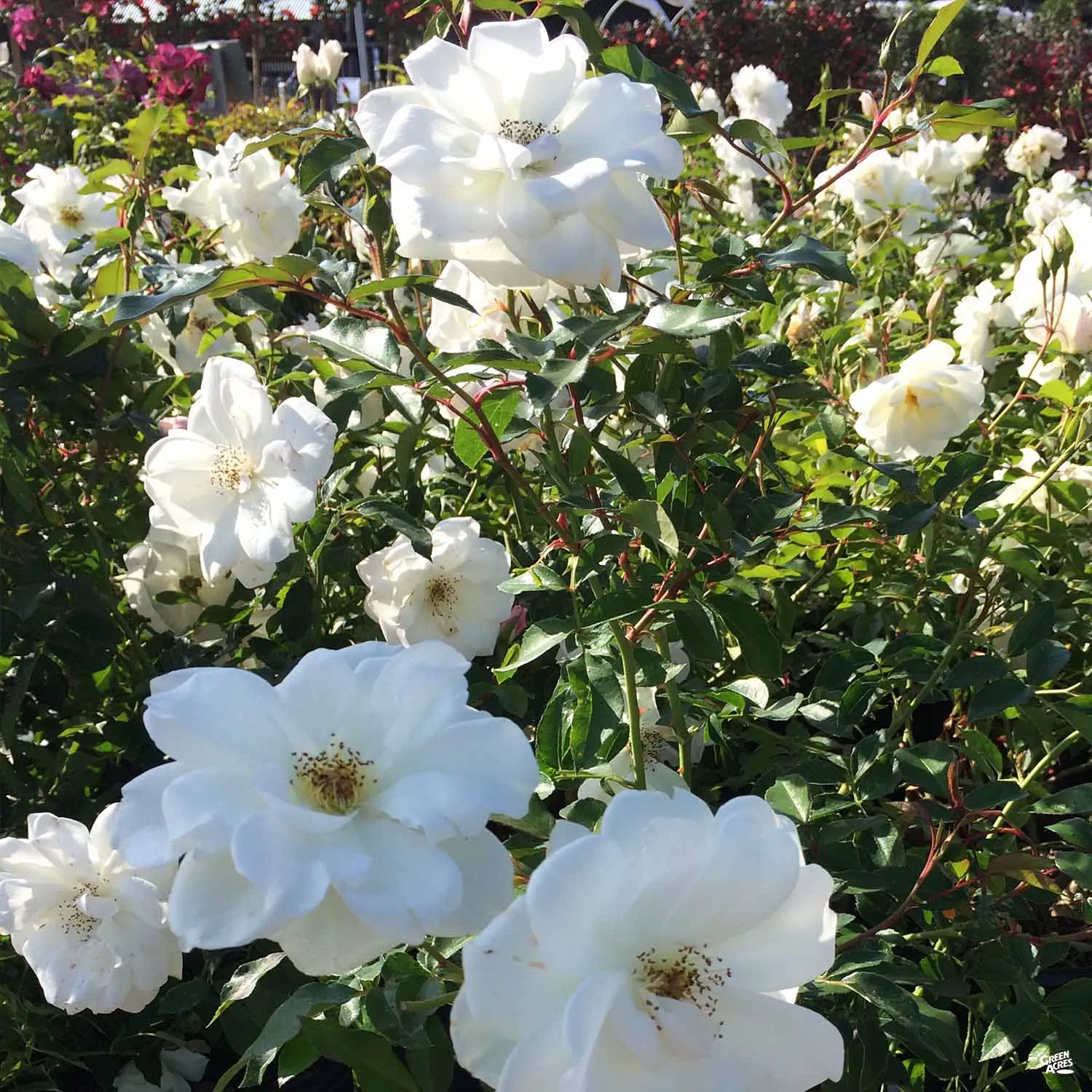 Climbing Rose 'Iceberg'