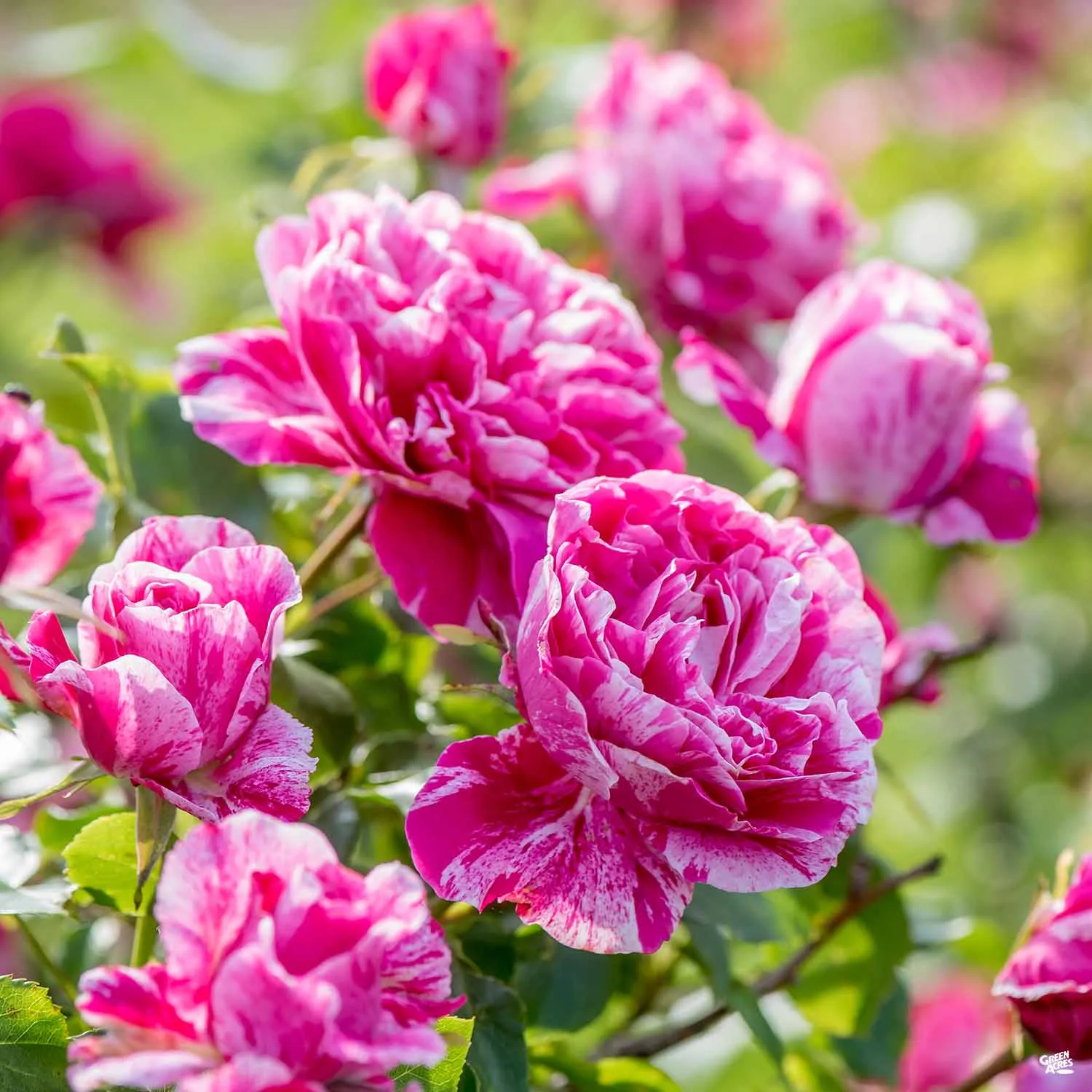 Climbing Rose 'Raspberry Cream Twirl'