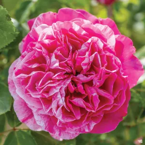 Climbing Rose 'Raspberry Cream Twirl'