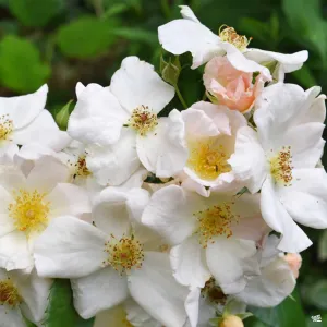 Climbing Rose 'Sally Holmes'