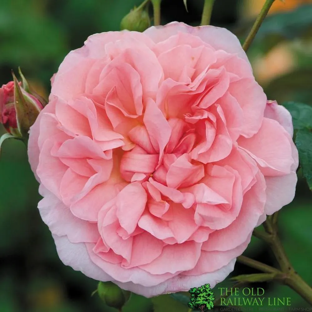 David Austin 'Strawberry Hill' Pink English Climbing Rose 6Ltr Pot