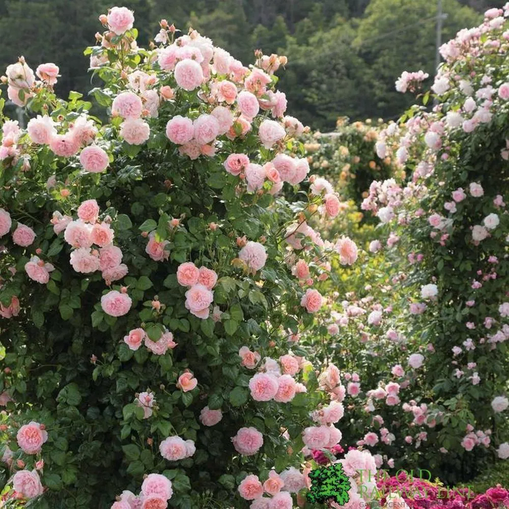 David Austin 'Strawberry Hill' Pink English Climbing Rose 6Ltr Pot