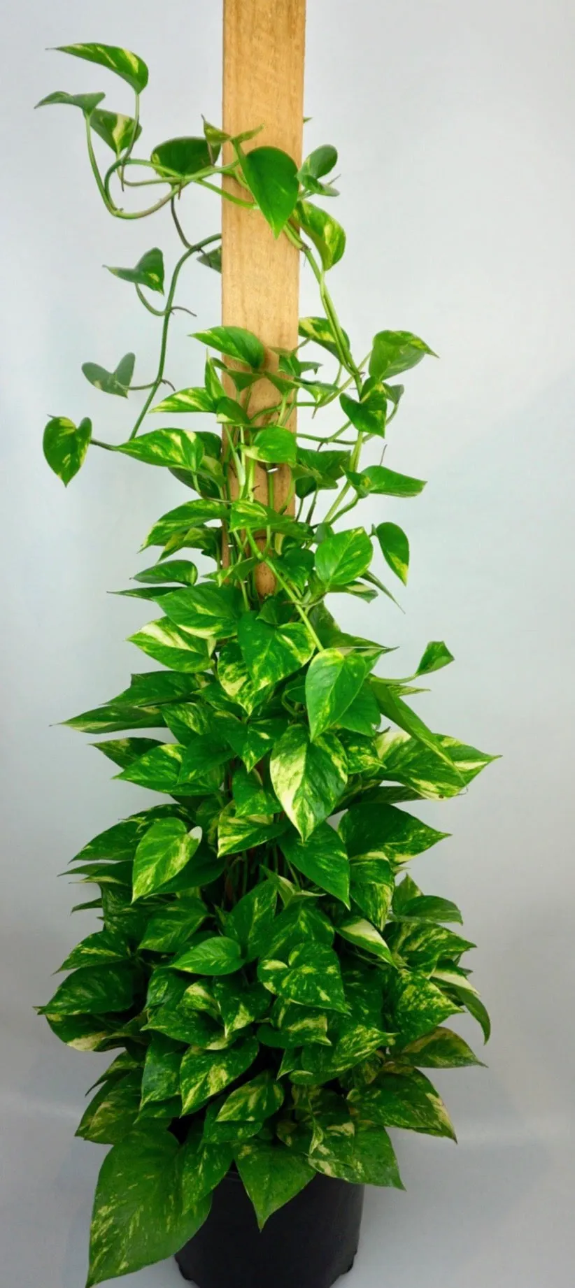 Golden Pothos Large Staked