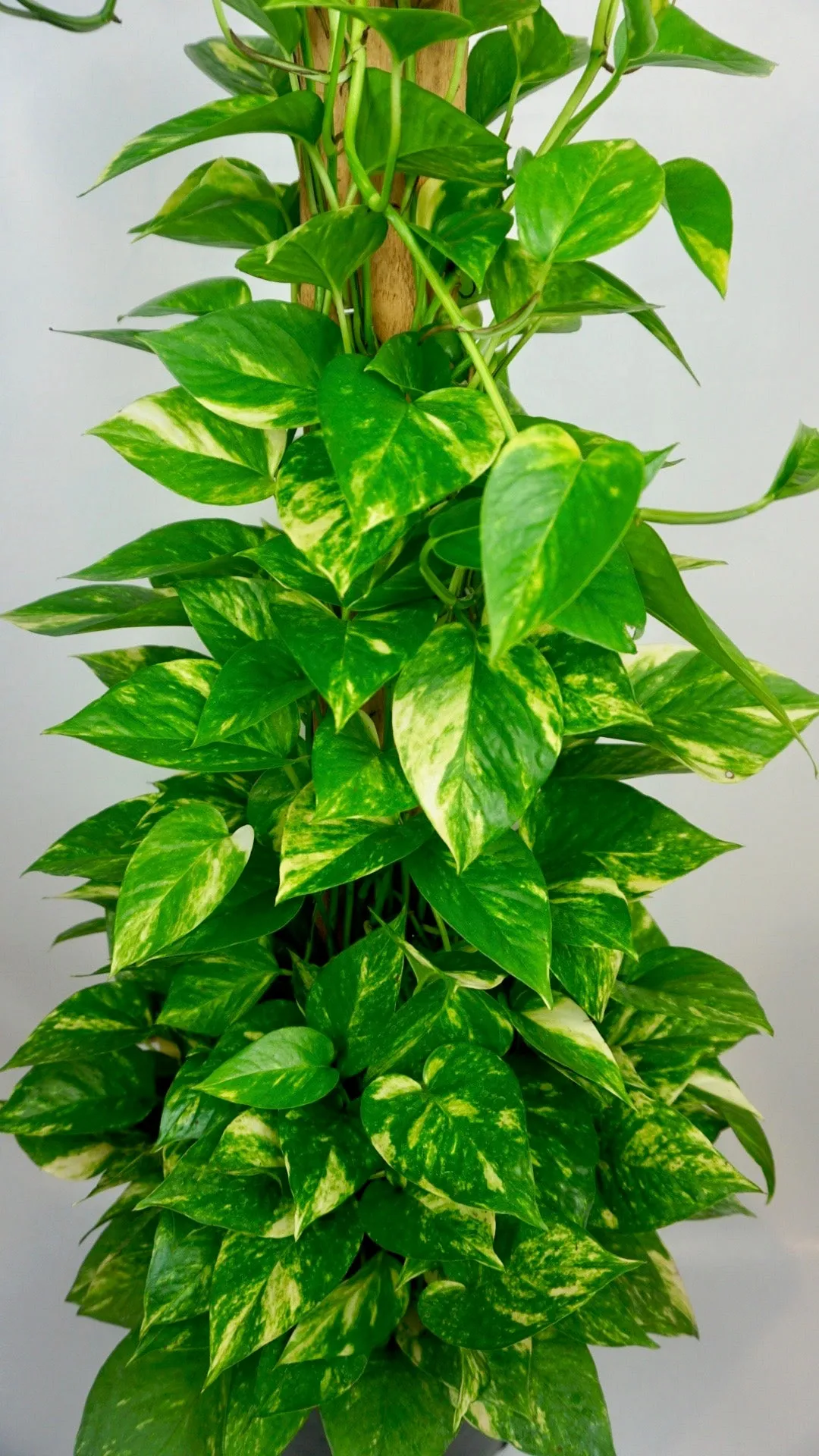 Golden Pothos Large Staked