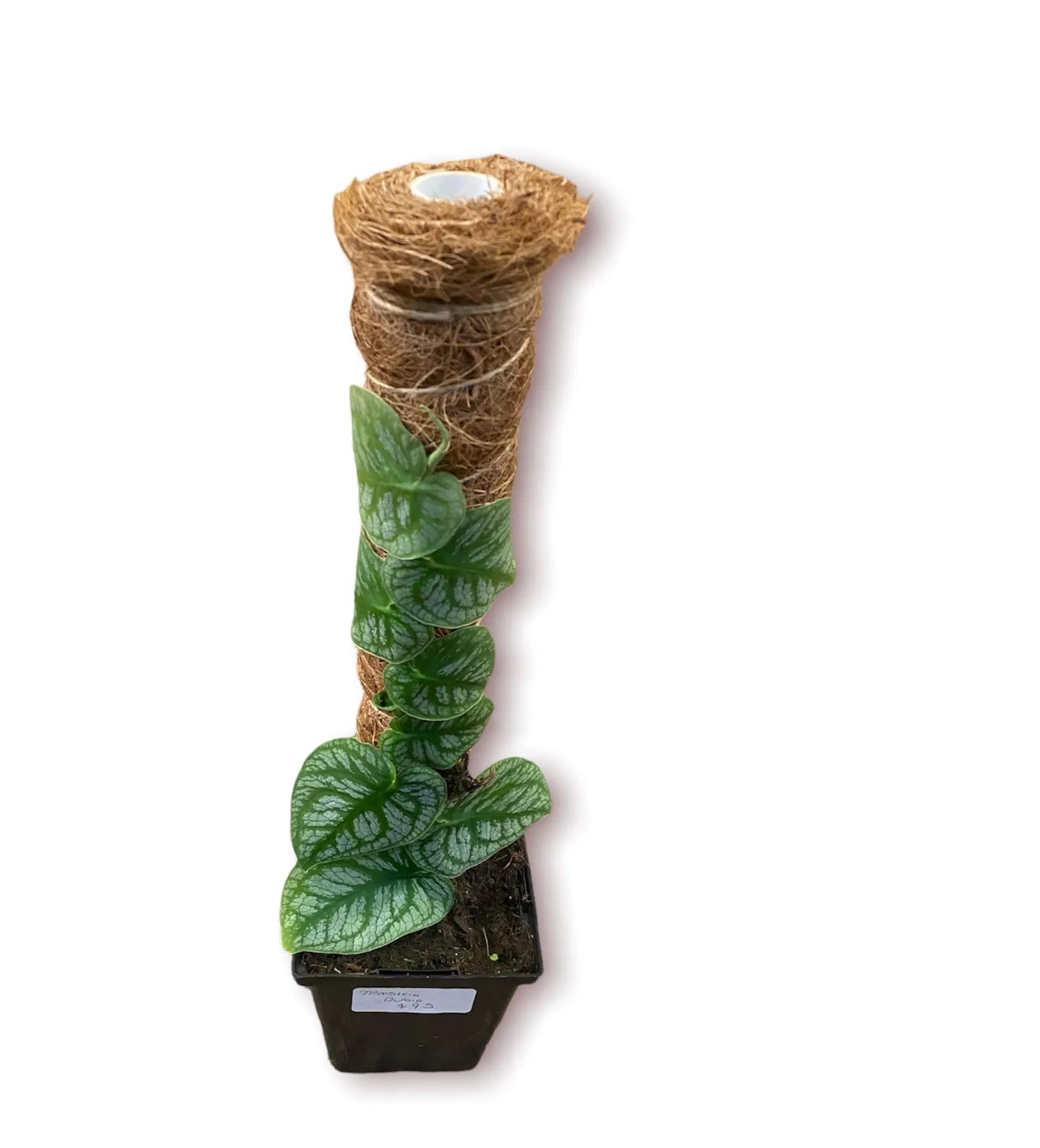 Monstera Dubia Pole 1 QT