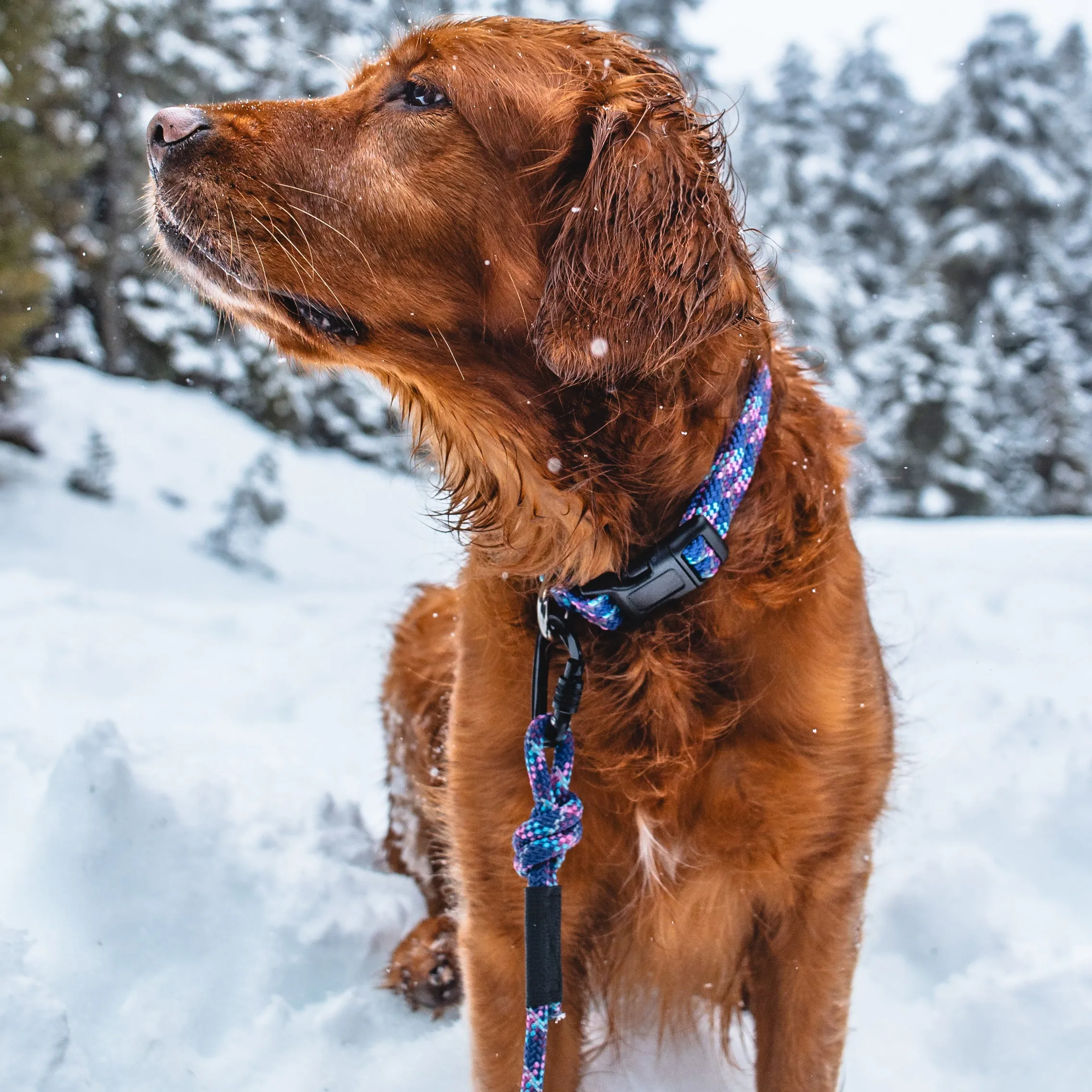 Razzleberry Reflective Collar