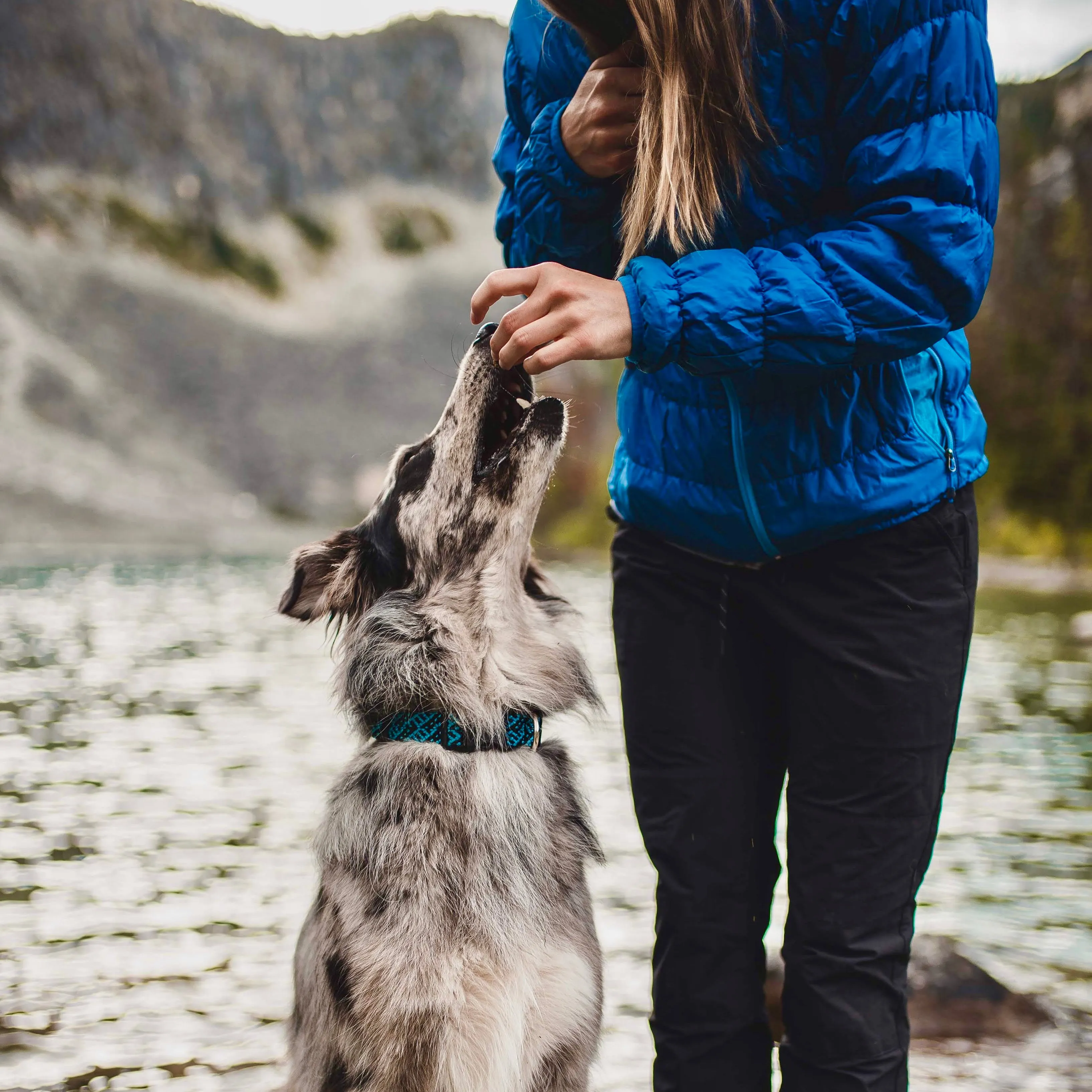 Teton Collar