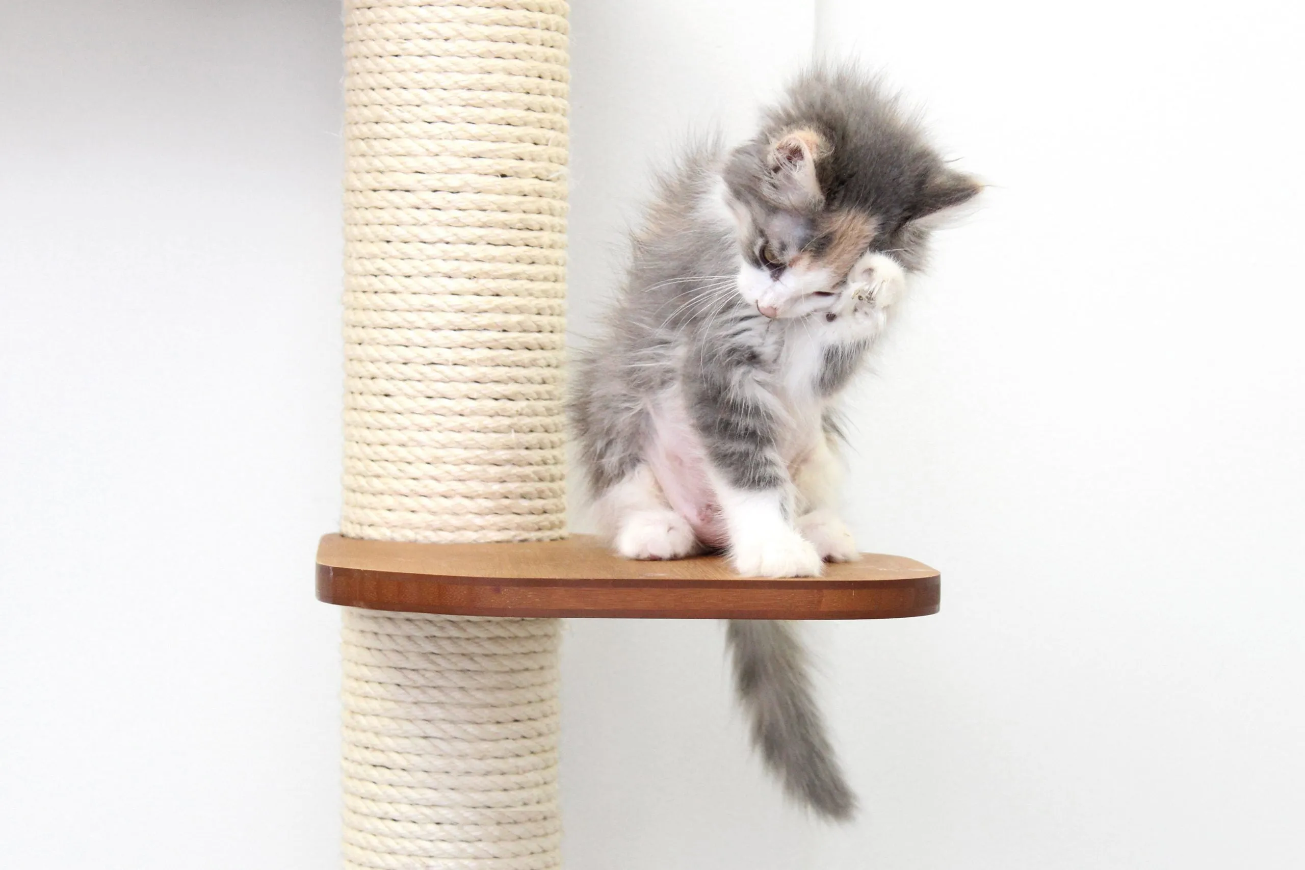 The Deluxe Fort - Modern Cat Condo (Wall Hanging Cat Tree)