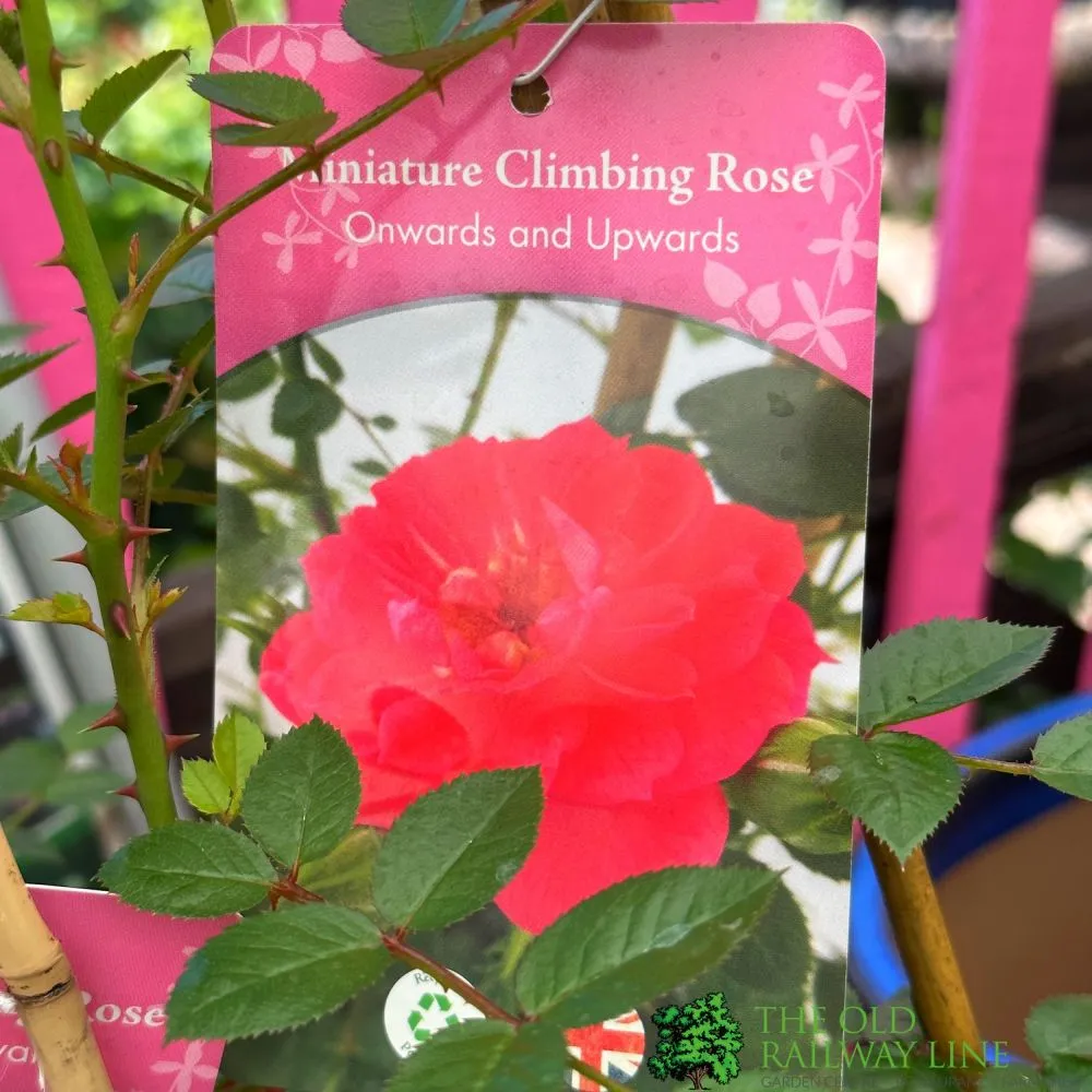 Whartons 'Onwards & Upwards' Red Miniature Climbing Rose 3Ltr Pot